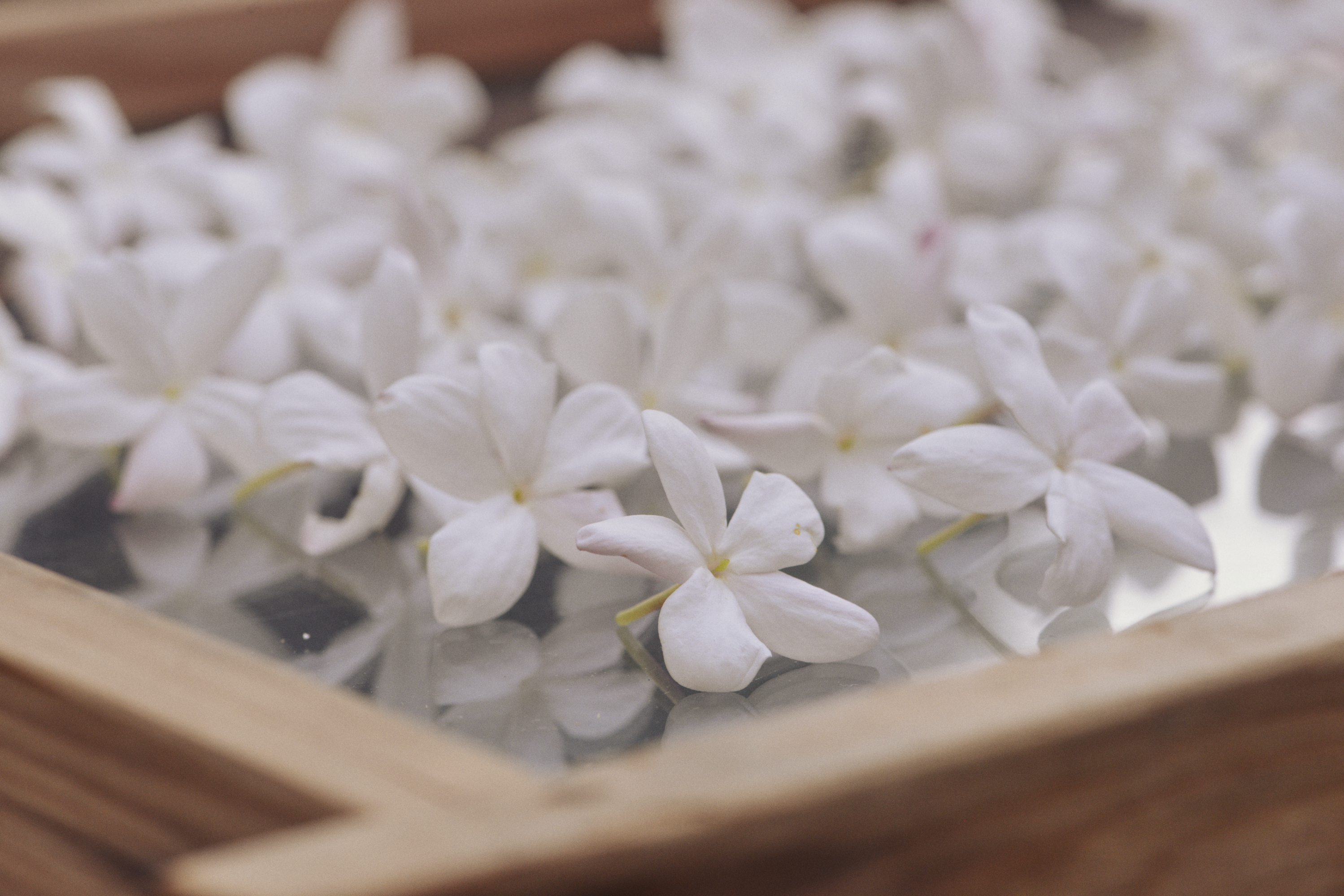 Enfleurage Cyril Gourdin Photo photography art fashion mode France Paris RLLNGR rllngr design 