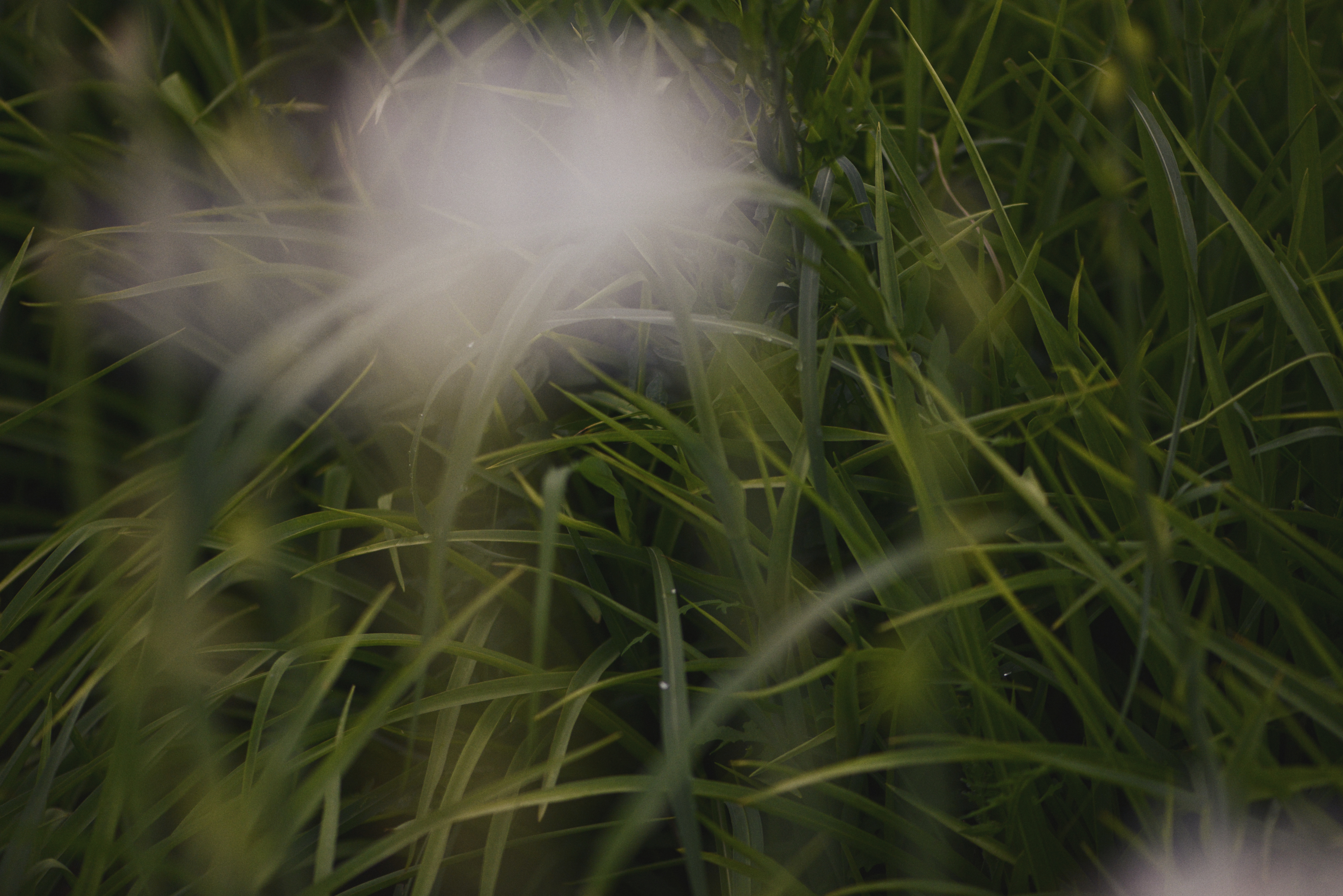 Enfleurage Cyril Gourdin Photo photography art fashion mode France Paris RLLNGR rllngr design 