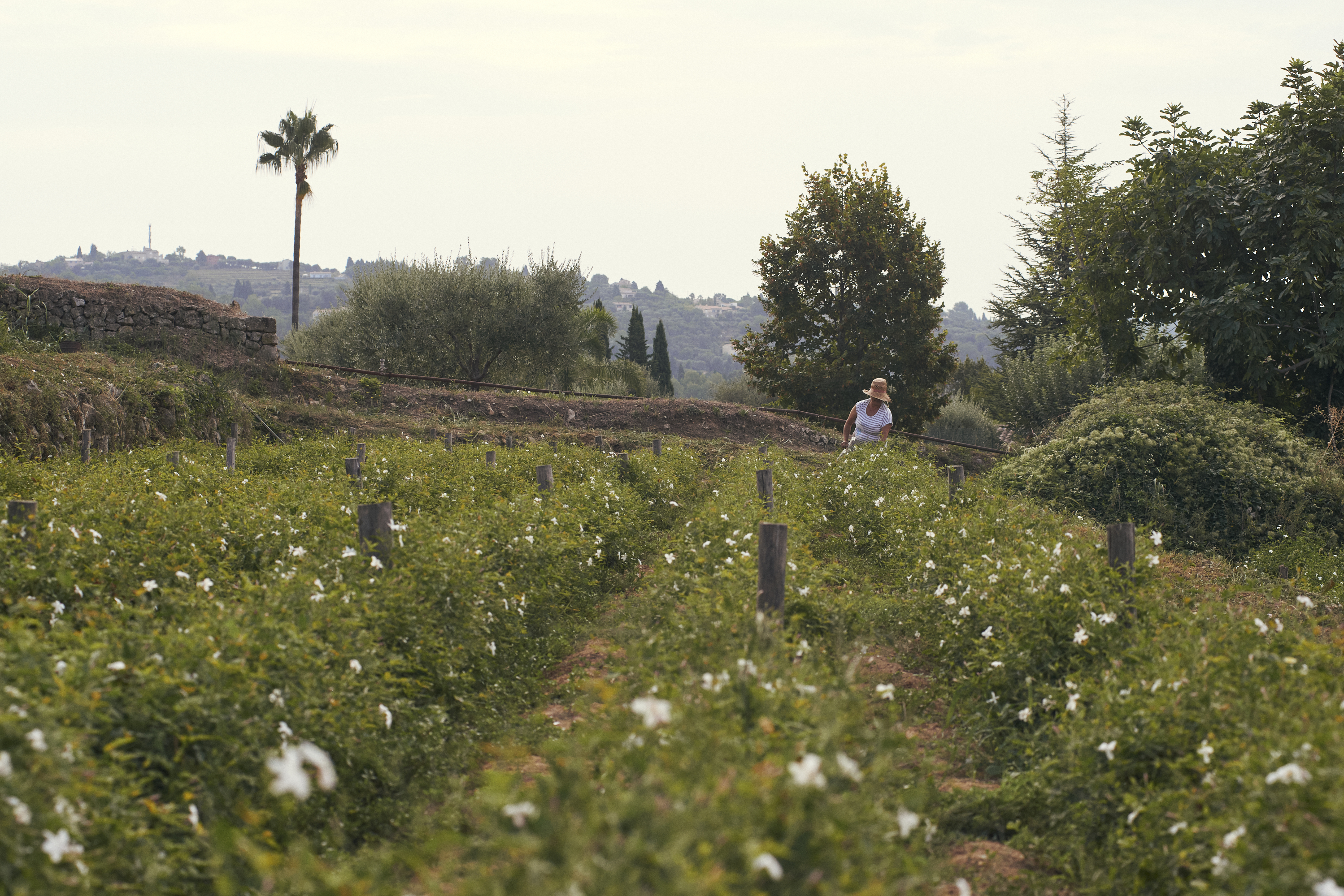 Enfleurage Cyril Gourdin Photo photography art fashion mode France Paris RLLNGR rllngr design 
