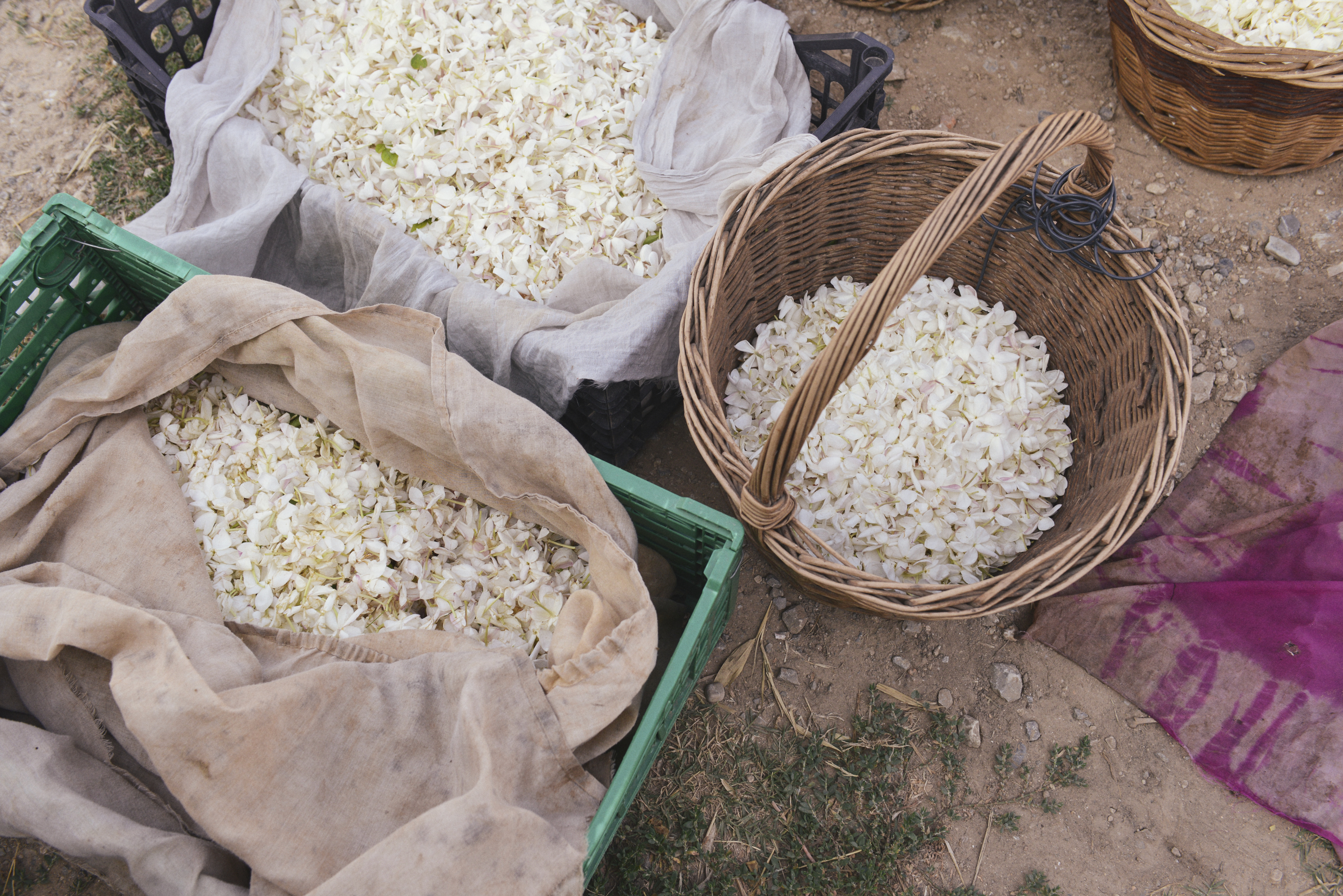 Enfleurage Cyril Gourdin Photo photography art fashion mode France Paris RLLNGR rllngr design 